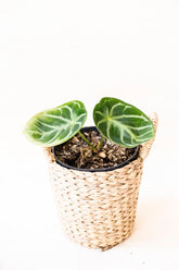 Anthurium x 'Dorayaki'